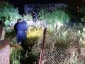 Αρκούδα εμφανίστηκε στην οδό Μαβίλη 